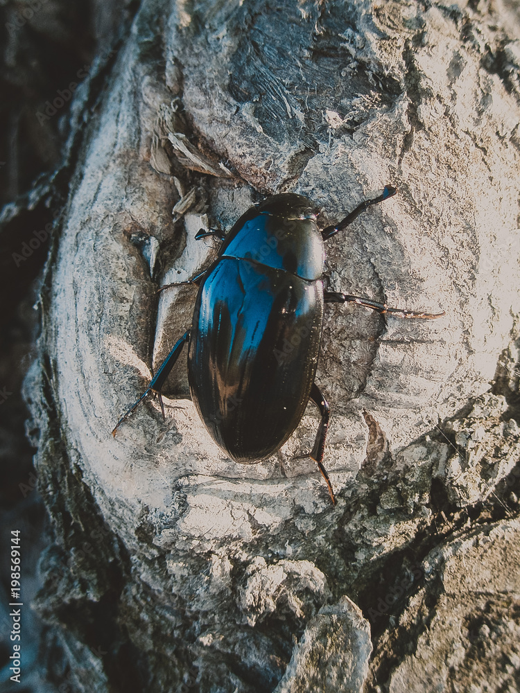 Большой черный жук таракан сидит на дереве Stock Photo | Adobe Stock