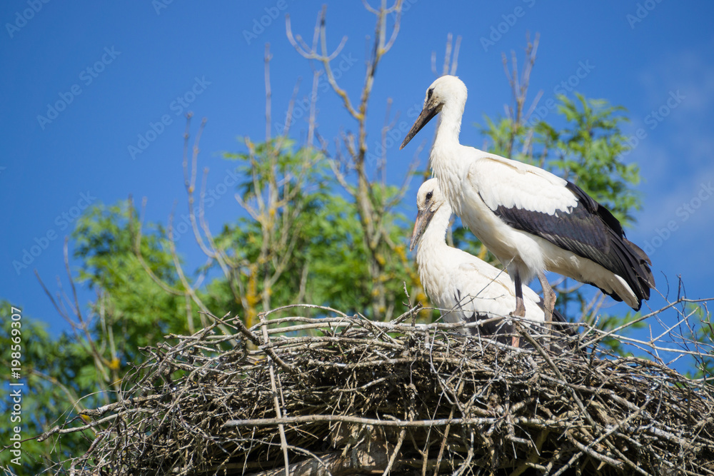 Fototapeta premium A pair of storks sitting in the nest placed in the park in summer, with blue cloudy sky in the background.