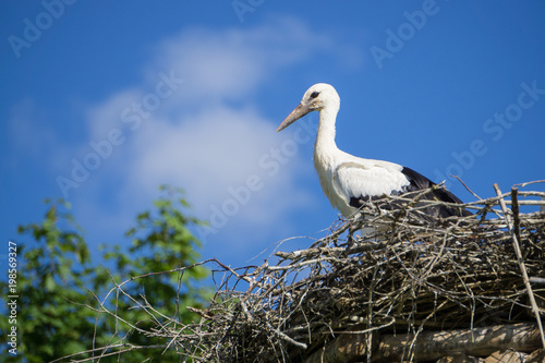 A pair of storks sitting in the nest placed in the park in summer, with blue cloudy sky in the background.