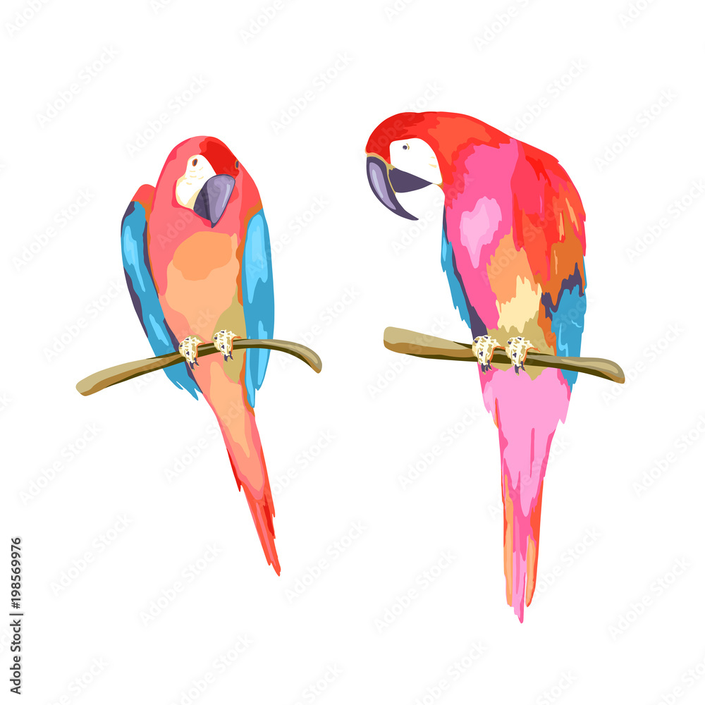 Fototapeta premium Para kolorowe papugi. Ilustracja na białym tle wektor. Styl akwareli