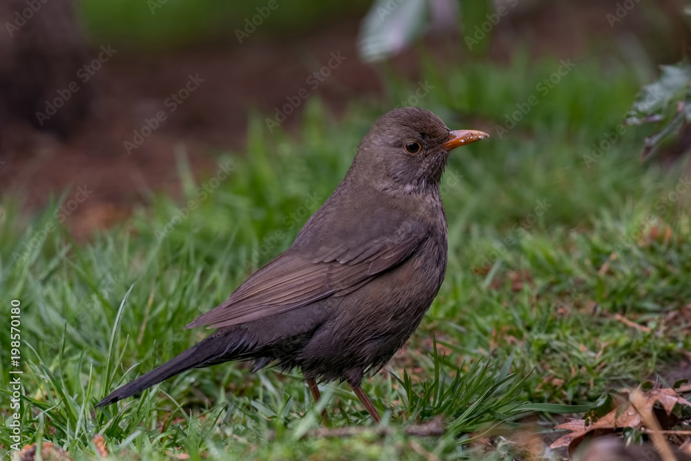 A female blackbird(turdus merula) sitting on the grass A female blackbird(turdus merula) sitting on the grass