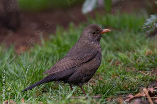 A female blackbird(turdus merula) sitting on the grass © popovj2