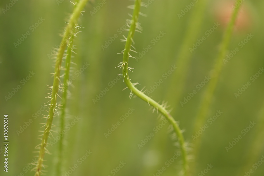 Wunderful poppy field in late may