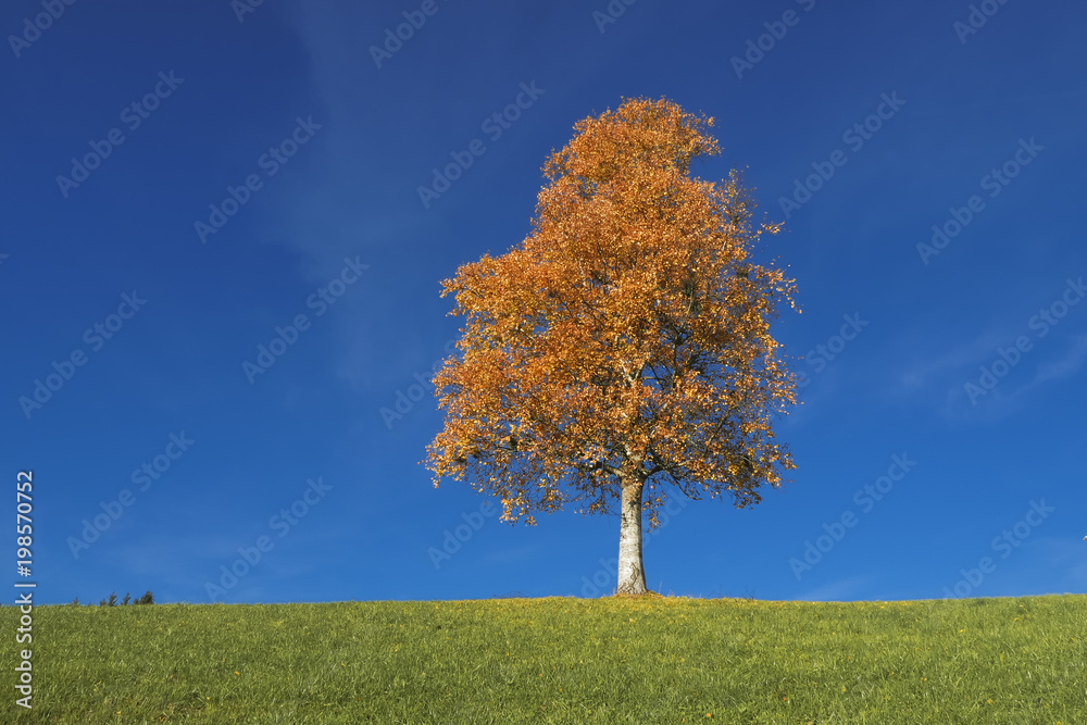 Autumnal Tree and Immaculate Blue Sky Autumnal Tree and Immaculate Blue Sky