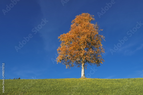 Autumnal Tree and Immaculate Blue Sky