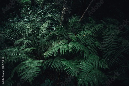 Fern in the forest