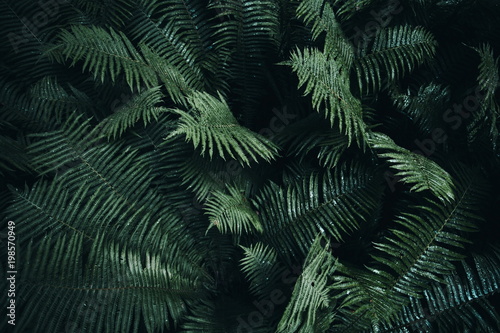 Fototapeta Naklejka Na Ścianę i Meble -  Natural green fern
