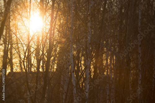 Sunset through the branches of trees in the forest