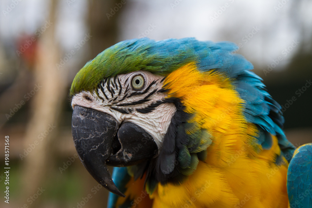 Beautiful Macaw Parrot  portrait 
