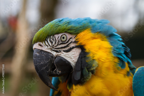 Beautiful Macaw Parrot  portrait 