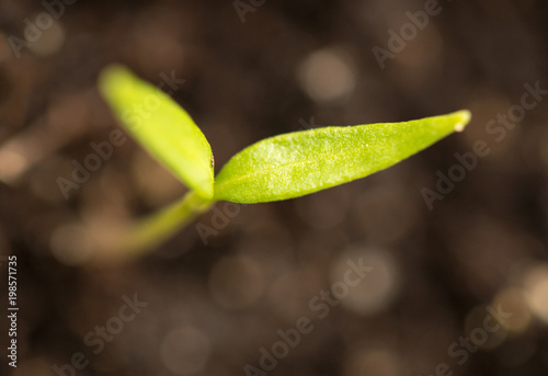 A young sprout of pepper in the ground