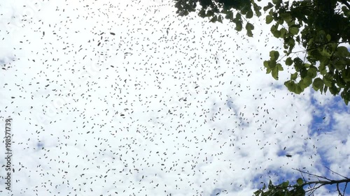 The blue sky is filled with a flock of insects flying.