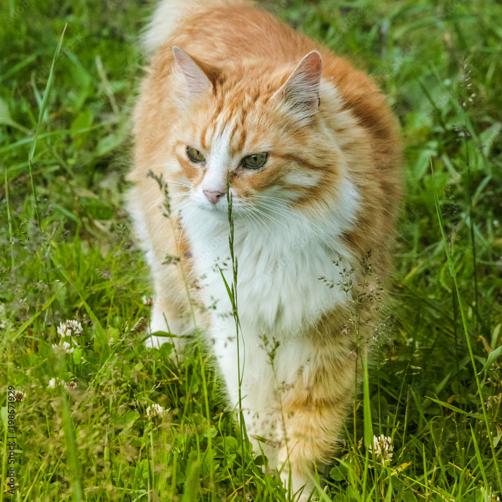 Spring Red Cat on a Walk in the Park 