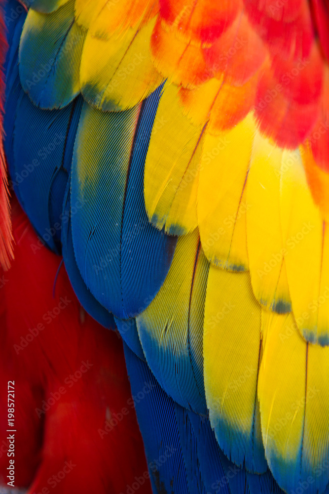 Fototapeta premium Red, Yellow and Blue Parrot feathers 