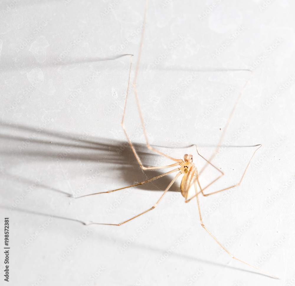 Spider with shadow on white background Spider with shadow on white background