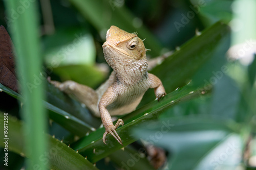 A beautiful brown lizard 