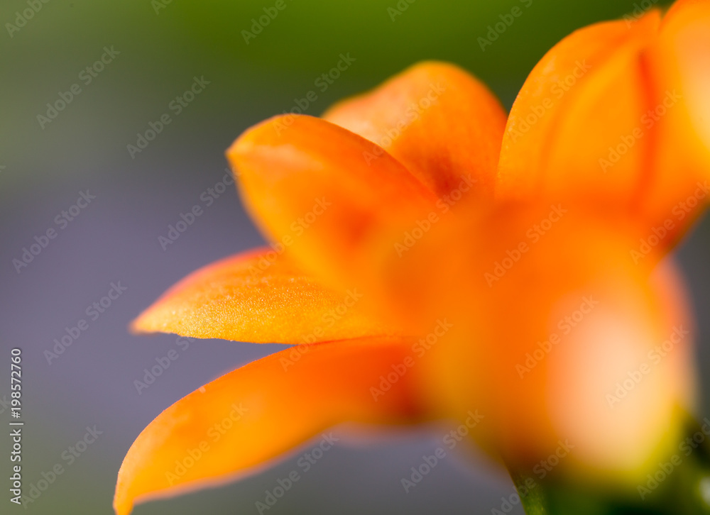 A small orange flower as a background A small orange flower as a background