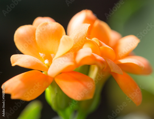 A small orange flower as a background