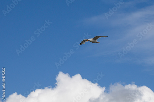 Möwe im Flug © EinBlick