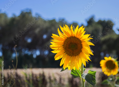 sunflower closeup with background