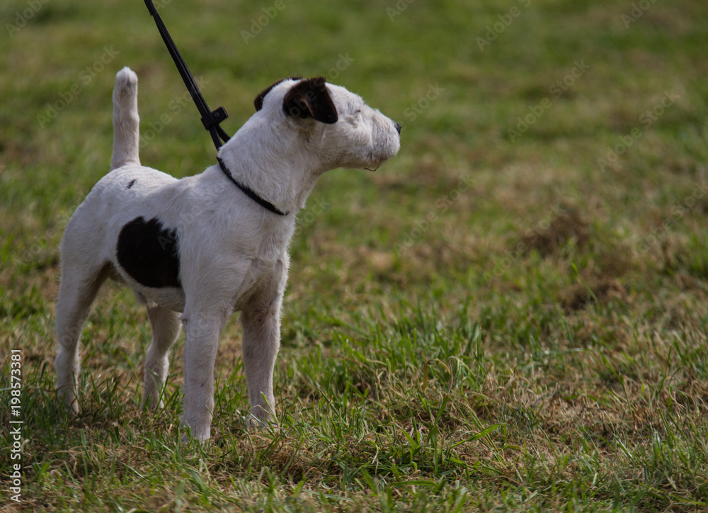 black and white terrier dog on a slip lead 
