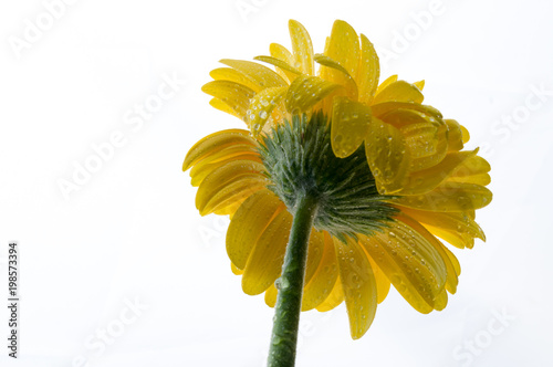 Beautiful gerbera flowers photo