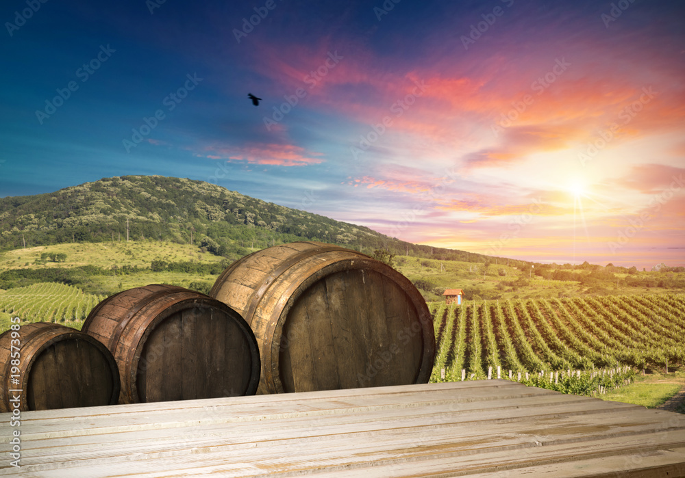 Ripe wine grapes on vines in Tuscany, Italy. Picturesque wine farm, vineyard. Sunset warm light