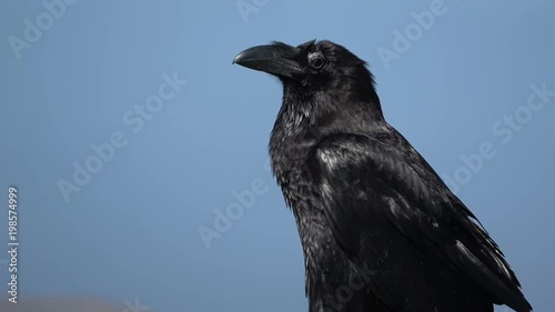 Kolkrabe, Rabe, Corvus corax, Rabenvogel, Vogel, Schnabel, Wildtier, 4K photo