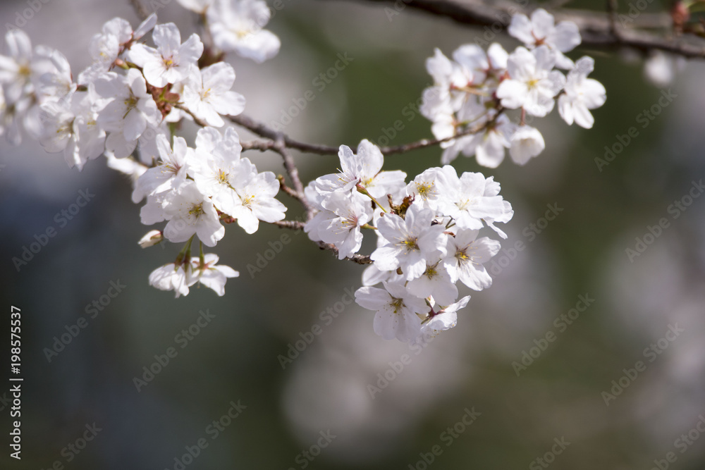 Beautiful cherry blossom in spring time