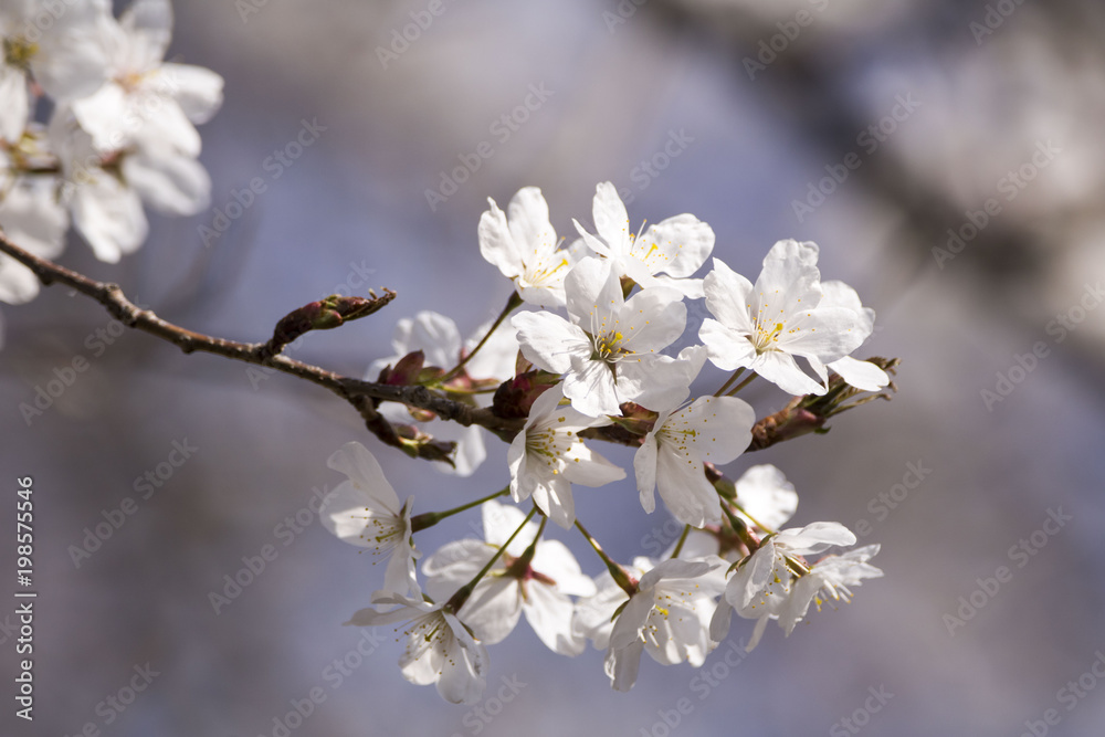 Fototapeta premium Beautiful cherry blossom in spring time