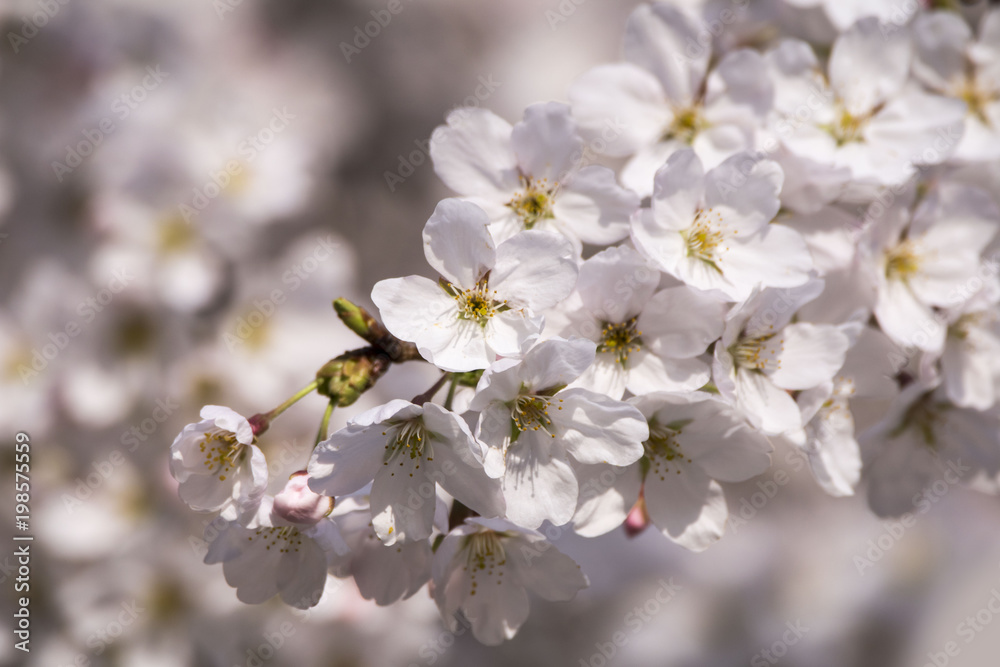 Beautiful cherry blossom in spring time