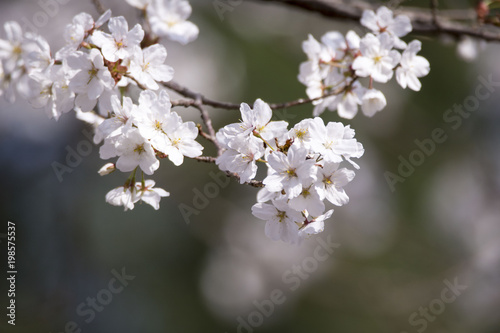 Beautiful cherry blossom in spring time