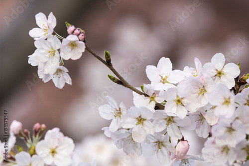 Beautiful cherry blossom in spring time © DAWOOL