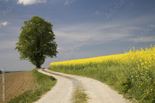 Rapsfeld mit Einzelbaum und Weg