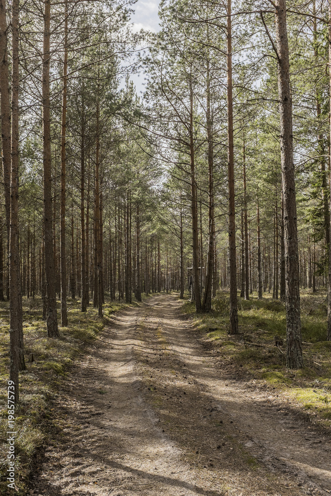 Dirt road in pine forest