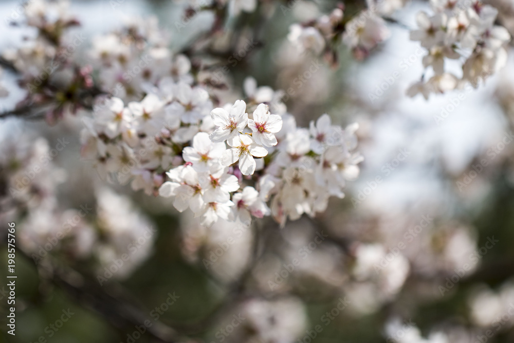 Beautiful cherry blossom in spring time