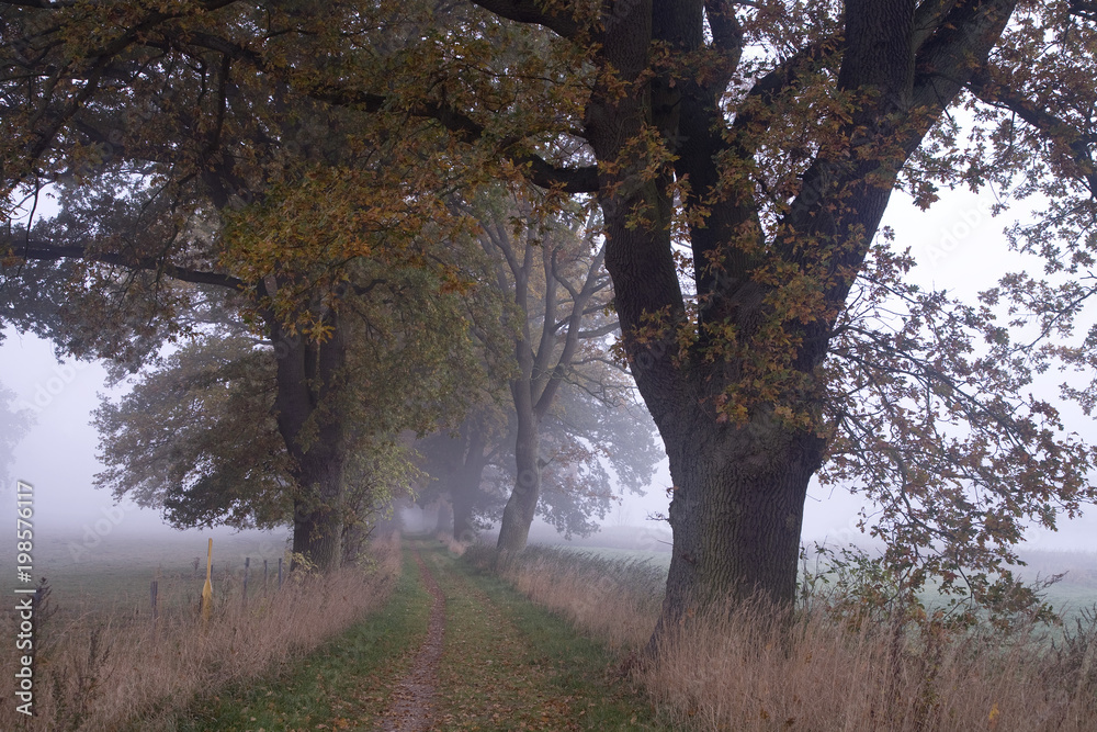 Fototapeta premium Eichenallee im morgendlichen Nebel
