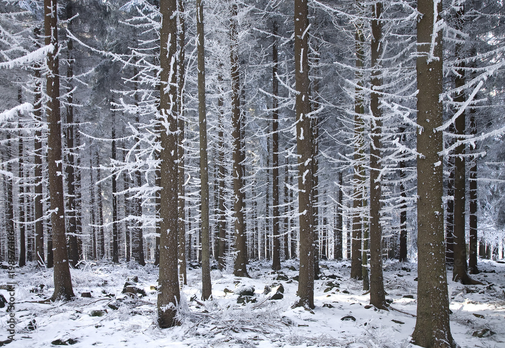 Winterwald  im Erzgebirge