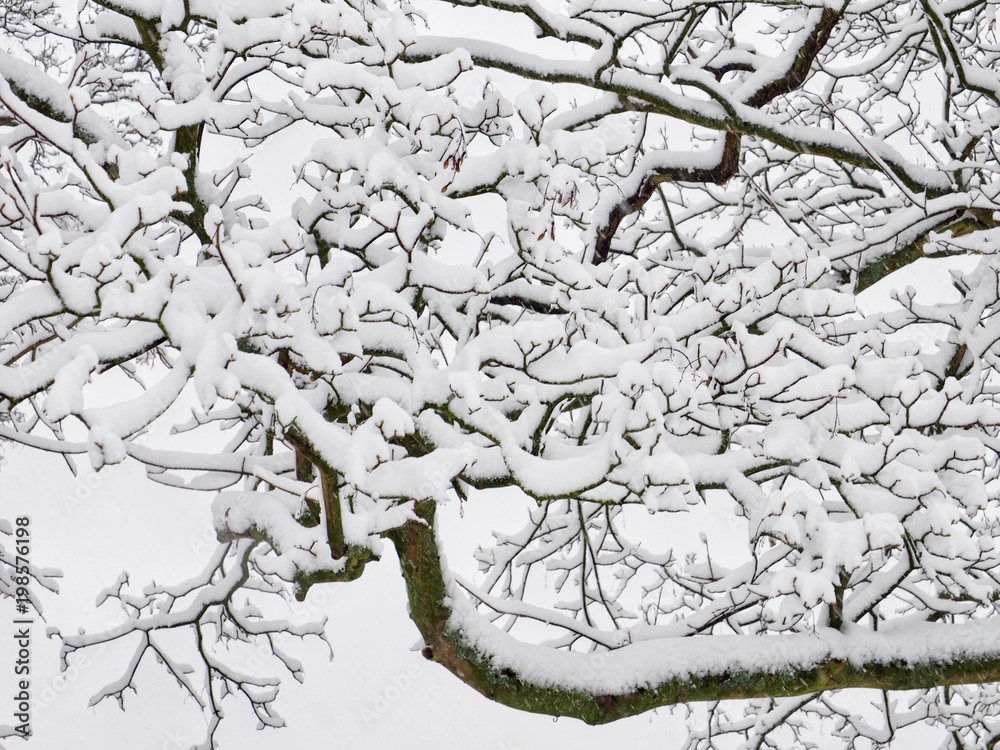 Fototapeta premium Snow on Tree Branches 