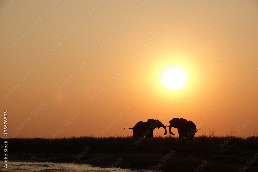Elephant Sunset Chobe NP, Botswana