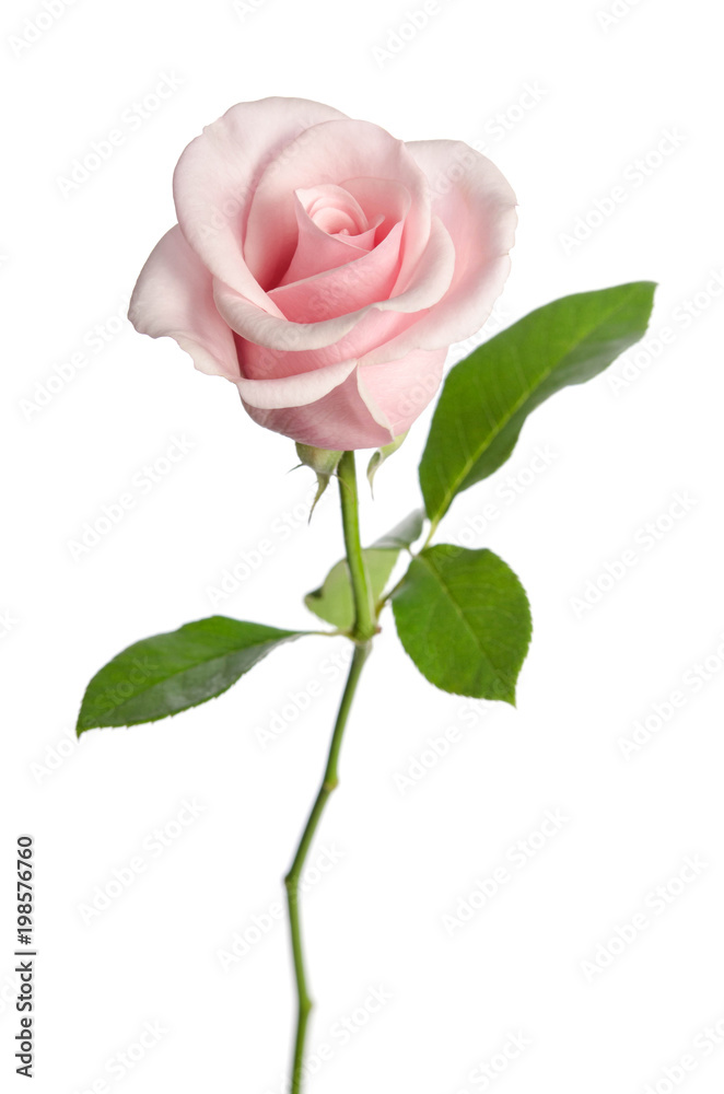 Fototapeta premium pojedyncza różowa róża na białym tle
