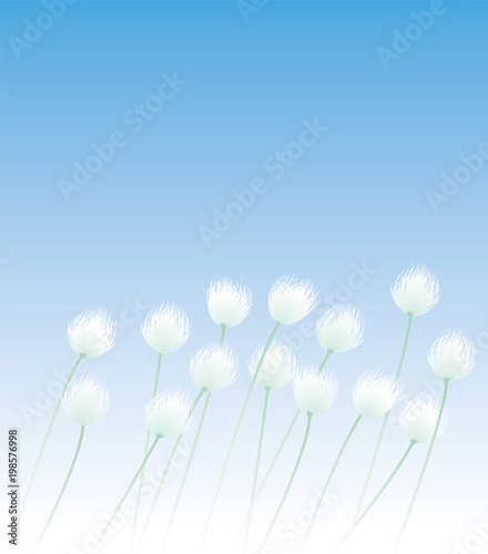 ワタスゲ　野の花