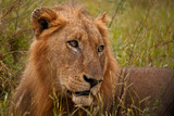 Male lion with a pensive look on his face