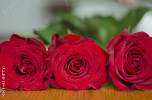 flowers of red roses