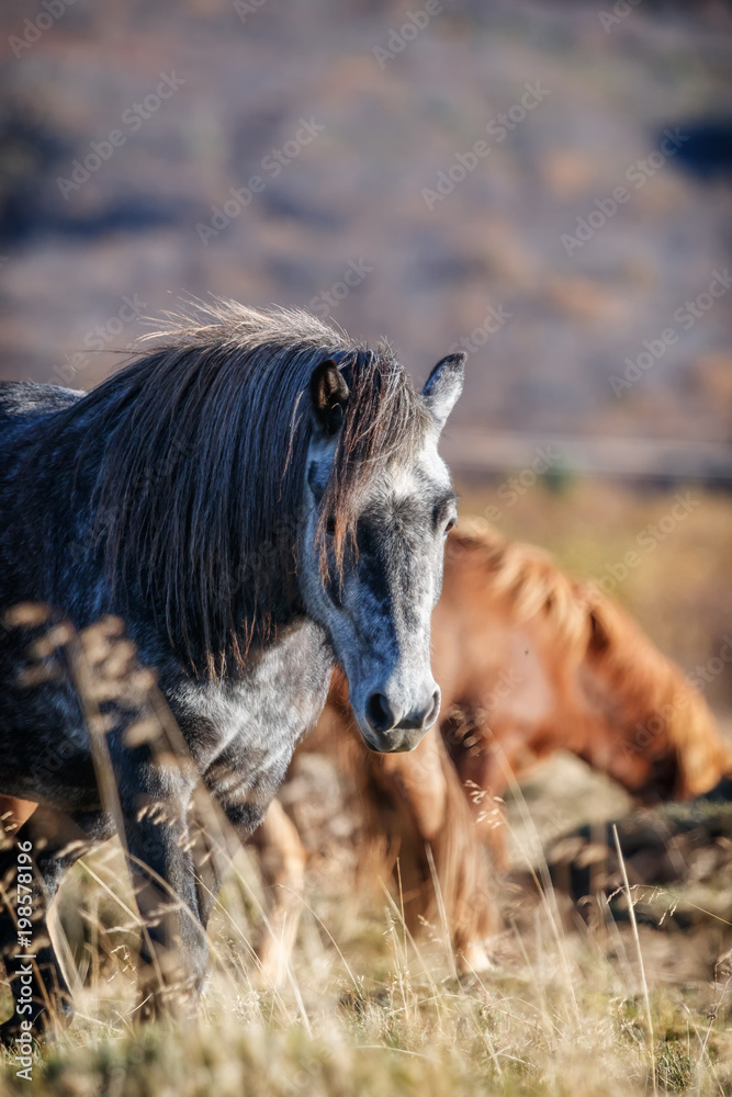 Islands reine Pferde, wunderschöne Island Pferde, Ponys_001