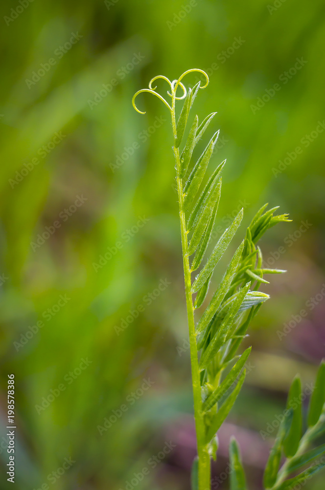 Fototapeta premium young green tendril in spring