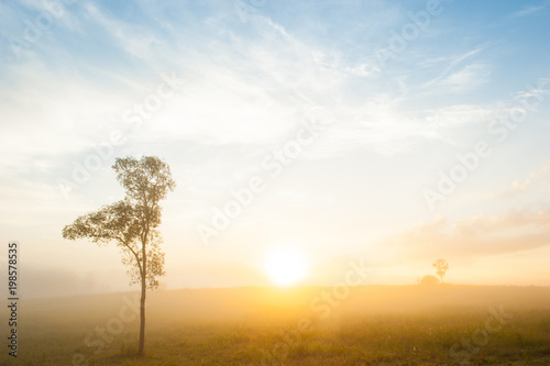 Golden sunrise shines on a grassland and lonely tree.
