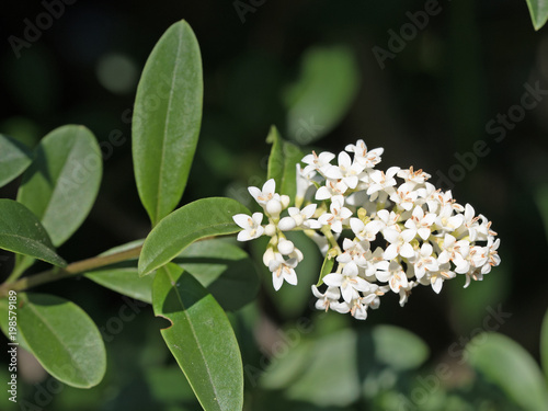 Blühender Liguster, Ligustrum photo