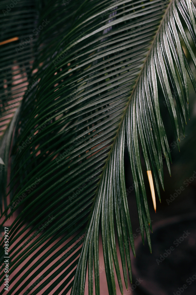 palm leaf of subtropics palm leaf of subtropics