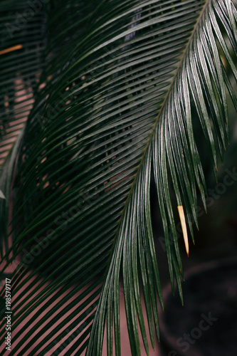 palm leaf of subtropics